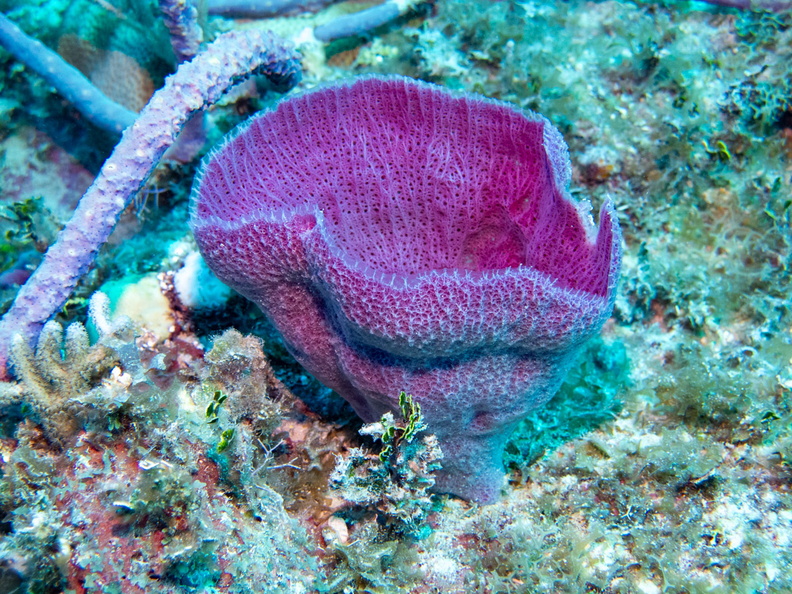 45 Purple Vase Sponge IMG_4335.jpg