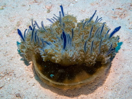 48 Upside Down Jellyfish IMG 4340