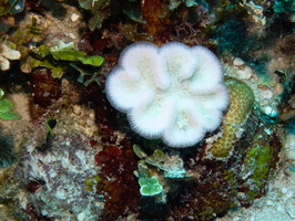 54 Sinuous Cactus Coral ? IMG 3492