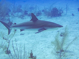 57 Caribbean Reef Shark IMG 3498