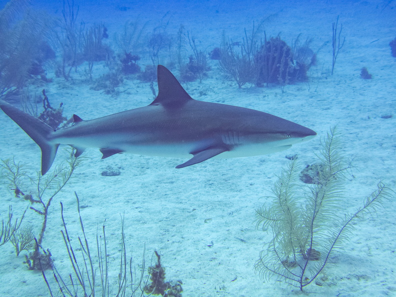 57 Caribbean Reef Shark IMG_3498.jpg