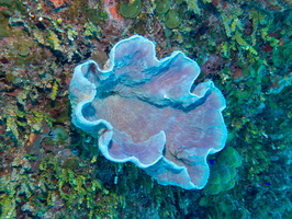 63 Purple Vase Sponge IMG 3512