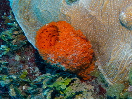 64 Orange Vase Sponge IMG 3515