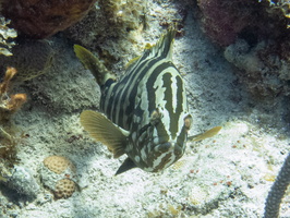 70 Tiger Grouper IMG 3536