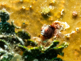 75 Roughhead Blenny IMG 3553