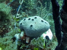 77 Black Ball Sponge IMG 3574