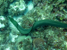 79 Green Moray Eel IMG 3582