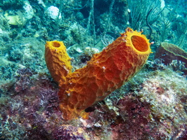 84 Yellow Tube Sponge IMG 3603