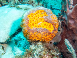 92 Yellow Ball Sponge IMG 3618