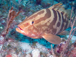 97 Tiger Grouper bIMG 3639