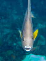 98 Gray Angelfish IMG 3642