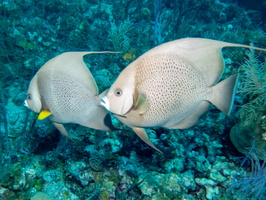 99 Gray Angelfish IMG 3643