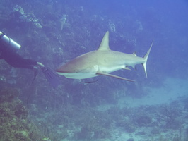 3 Caribbean Reef Shark IMG 3651