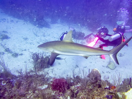 15 Karen with Caribbean Reef Shark IMG 3675