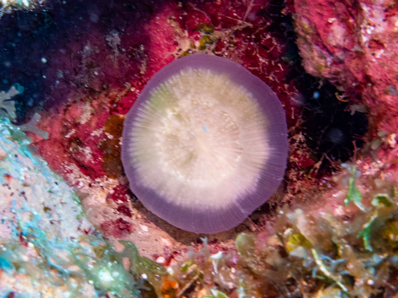 56 Solitary Disk Coral IMG_4356.jpg