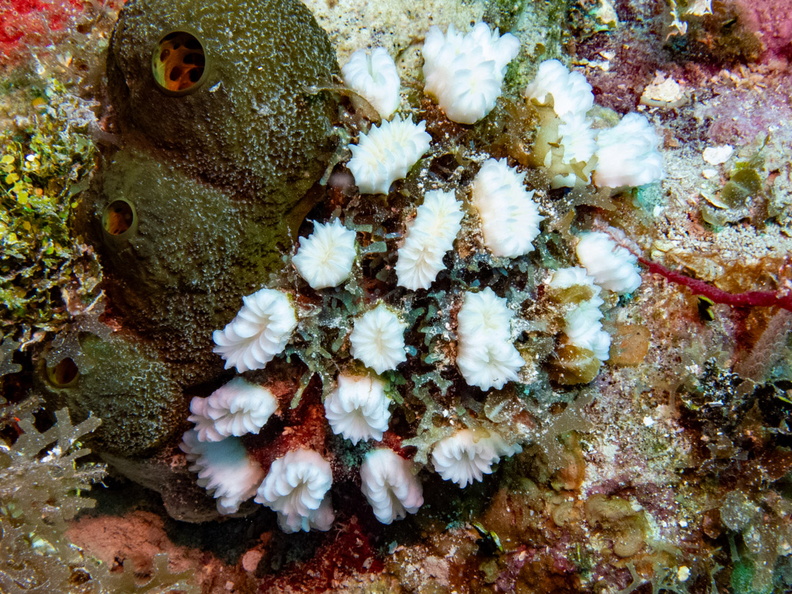 59 Flower Coral IMG_4359.jpg