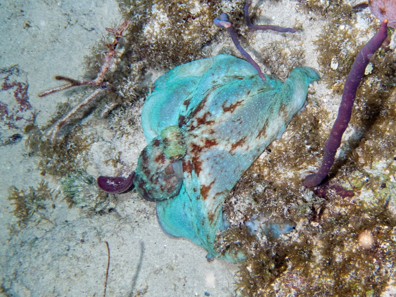 115 Caribbean Reef Octopus IMG_3729.jpg