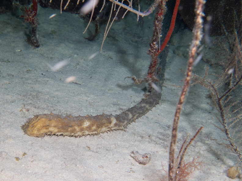 122 Tiger Tail Sea Cucumber IMG_3743.jpg