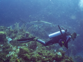 23 Alejendro with Caribbean Reef Shark IMG 4497