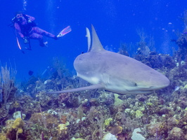 28 Peachy Mike with Caribbean Reef Shark IMG 4520