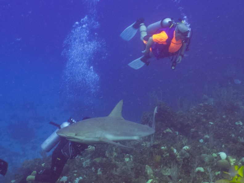 31 Jeff with Caribbean Reef Shark IMG_4525.jpg