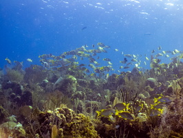 35 School of Fish on Reef IMG 4534