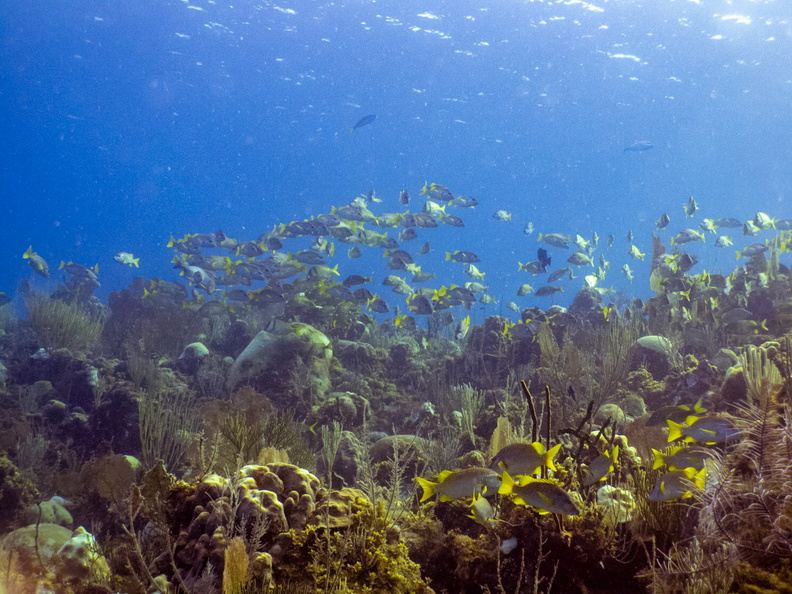 35 School of Fish on Reef IMG_4534.jpg