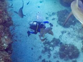 37 Bruce with Sharks IMG 4537