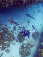 39 Bruce with Sharks IMG 4539