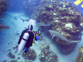 40 Bruce with Sharks IMG 4540