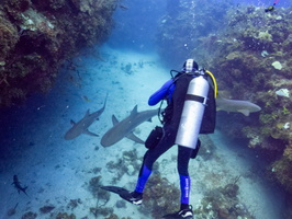 41 Bruce with Sharks IMG 4541