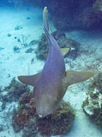 43 Nurse Shark IMG 4543