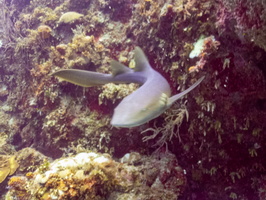 44 Nurse  Shark  IMG 4544