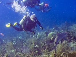 53 Steve with Caribbeam Reef Shark IMG 4560