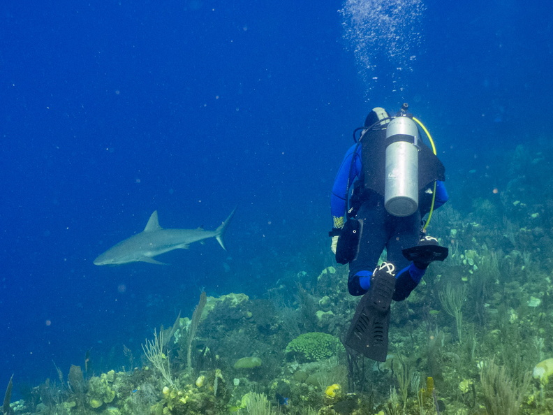 54 Bruce with Caribbeam Reef Shark IMG_4561.jpg