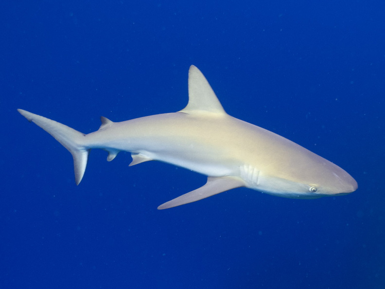 56 Caribbeam Reef Shark IMG_4568.jpg
