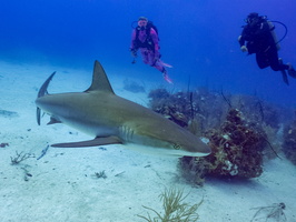 65 Peachy and Caribbean Reef Shark IMG 3761