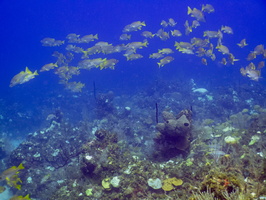 68 Schoolmasters on the Reef IMG 3771