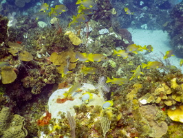 69 Schoolmasters on the Reef IMG 3772