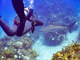 73 Shannon and Caribbean Reef Shark IMG 3776