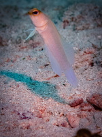 74 Yellowhead Jawfish IMG 3780