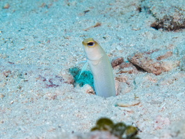 75 Yellowhead Jawfish IMG 3782