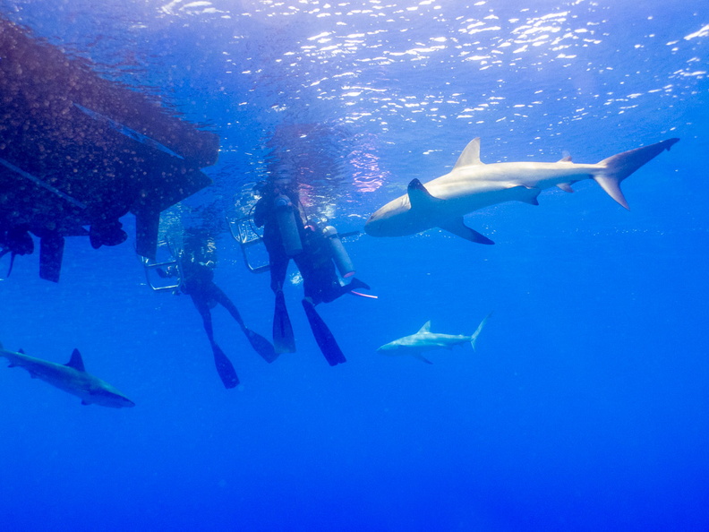 83 Divers and Sharks IMG_3795.jpg