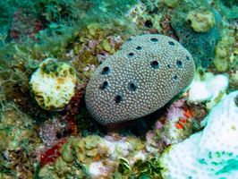 86 Black Ball Sponge IMG 3803