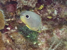 90 Foureye Butterflyfish IMG 3813