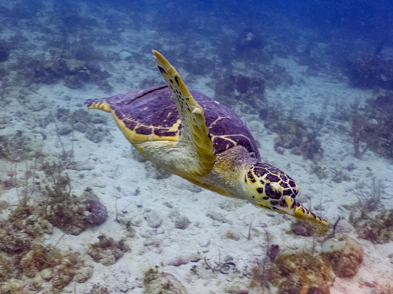 92 Hawksbill Sea Turtle IMG_3818.jpg