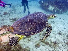 94 Hawksbill Sea Turtle IMG 3820