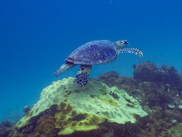 96 Hawksbill Sea Turtle IMG 3825