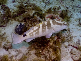 97 Tiger Grouper IMG 3826