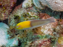 99 Yellowhead Wrasse IMG 3830